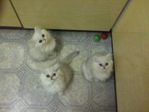 Schöne, hauserzogene Perserkätzchen, bereit zur Neuvermittlung