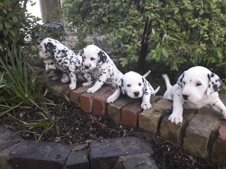 Tolle, reinrassige, gesunde Dalmatinerwelpen (M/W) suchen dringend ein neues Zuhause