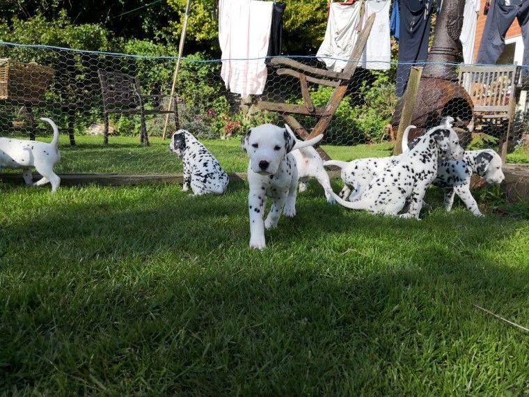 Tolle, reinrassige, gesunde Dalmatinerwelpen (M/W) suchen dringend ein neues Zuhause