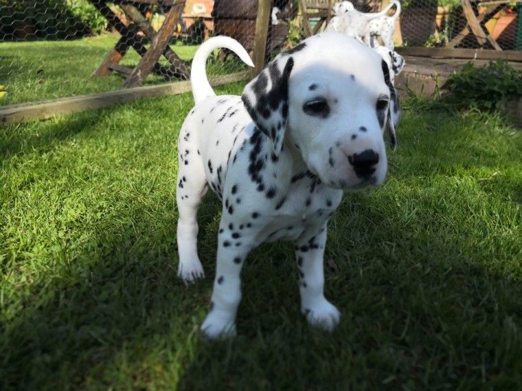 Tolle, reinrassige, gesunde Dalmatinerwelpen (M/W) suchen dringend ein neues Zuhause