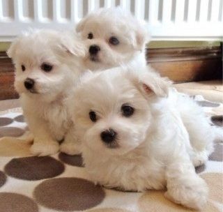 Wunderschöne Malteserwelpen, die bereit sind, mein Zuhause zu verlassen, um sich Ihrer Familie