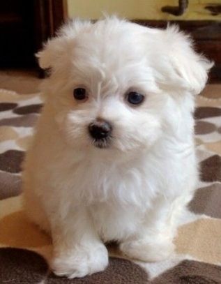 Wunderschöne Malteserwelpen, die bereit sind, mein Zuhause zu verlassen, um sich Ihrer Familie