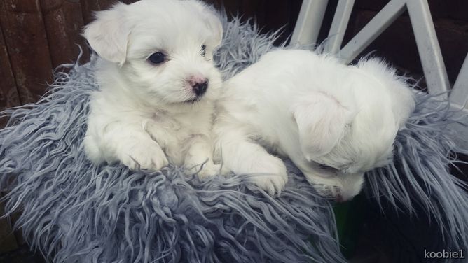 Wunderschöne Malteserwelpen, die bereit sind, mein Zuhause zu verlassen, um sich Ihrer Familie