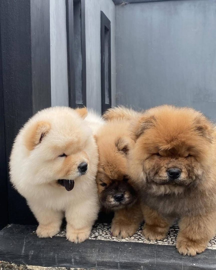 Chow-Chow-Welpen