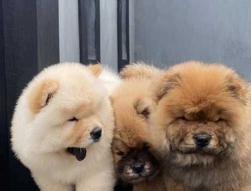 Chow-Chow-Welpen