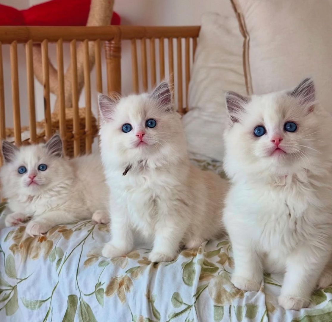 Süße Ragdoll-Kätzchen zu verkaufen
