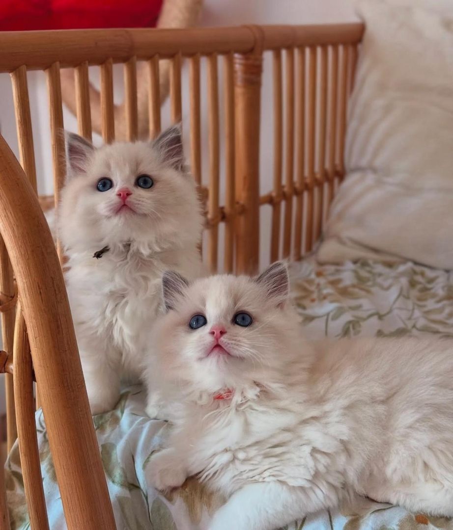 Süße Ragdoll-Kätzchen zu verkaufen