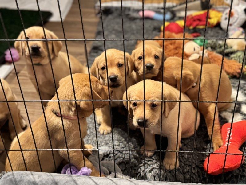 Красивые щенки лабрадора на продажу Красивые щенки лабрадора на продажу