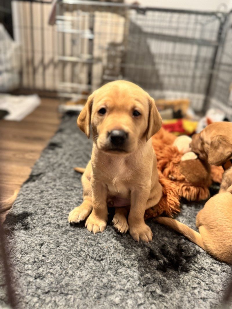 Красивые щенки лабрадора на продажу Красивые щенки лабрадора на продажу