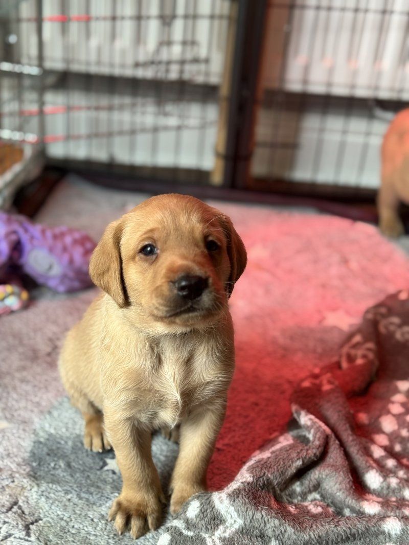 Красивые щенки лабрадора на продажу Красивые щенки лабрадора на продажу