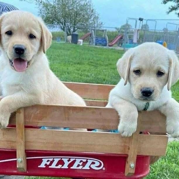 Labradorwelpen zu verkaufen
