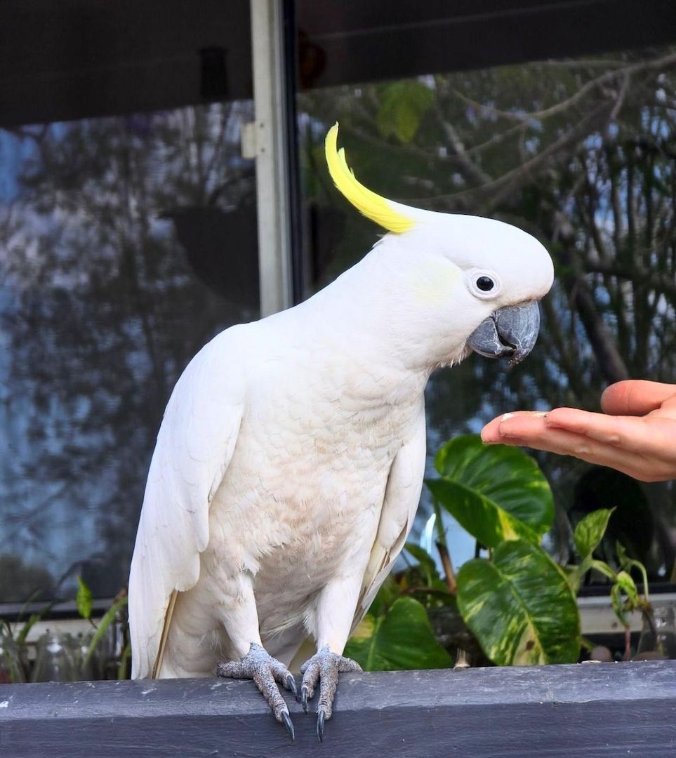Weißkopfkakadu-Papageien zu verkaufen Weißkopfkakadu-Papageien zu verkaufen