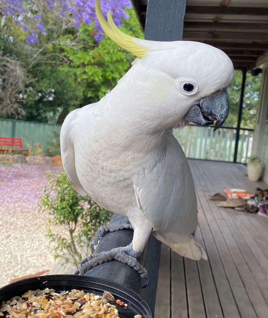 Weißkopfkakadu-Papageien zu verkaufen Weißkopfkakadu-Papageien zu verkaufen