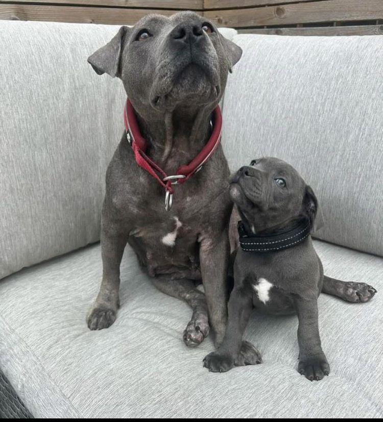 Zwei männliche Staffordshire-Terrier-Welpen