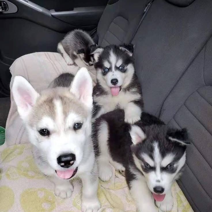 10 Wochen alte Siberian Husky