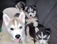 10 Wochen alte Siberian Husky