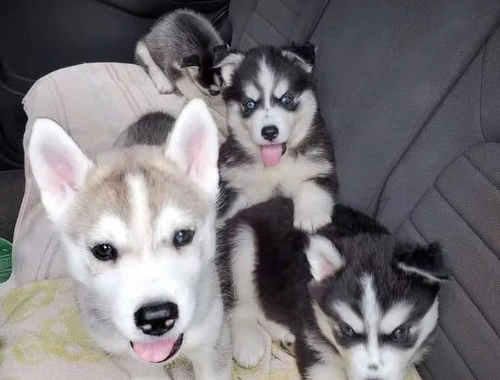 10 Wochen alte Siberian Husky