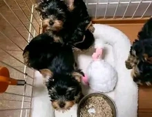 Yorkies-Welpen, 10 Wochen alt