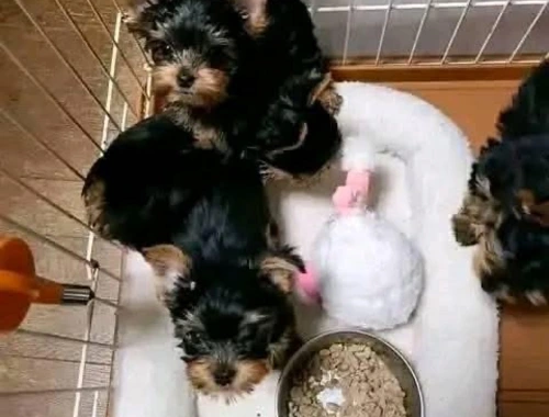 Yorkies-Welpen, 10 Wochen alt