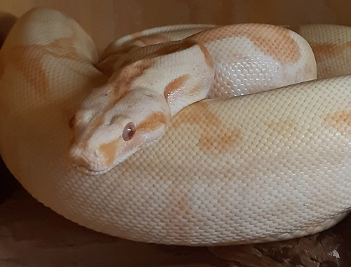 Boa Constrictor Imperator 1.0 Sunglow