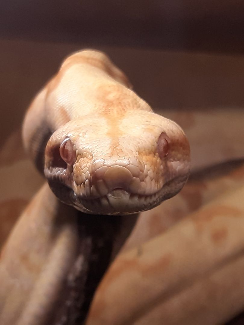 Boa Constrictor Imperator 1.0 Sunglow Boa Constrictor Imperator 1.0 Sunglow