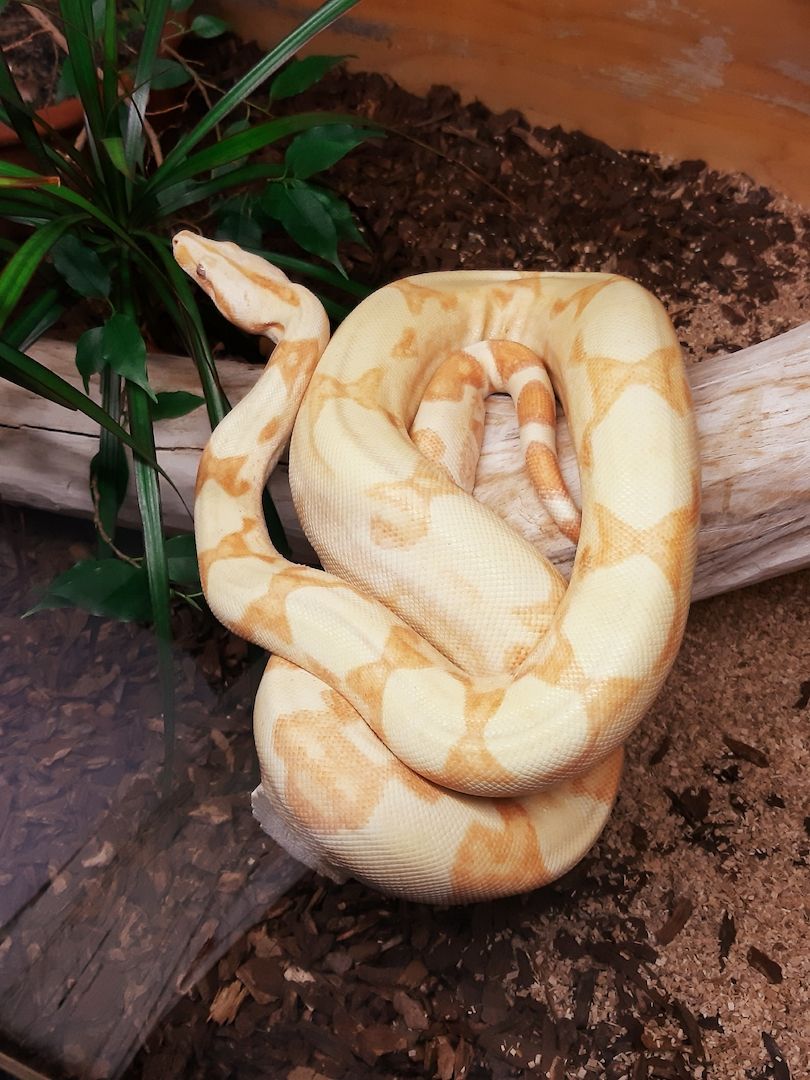 Boa Constrictor Imperator 1.0 Sunglow Boa Constrictor Imperator 1.0 Sunglow