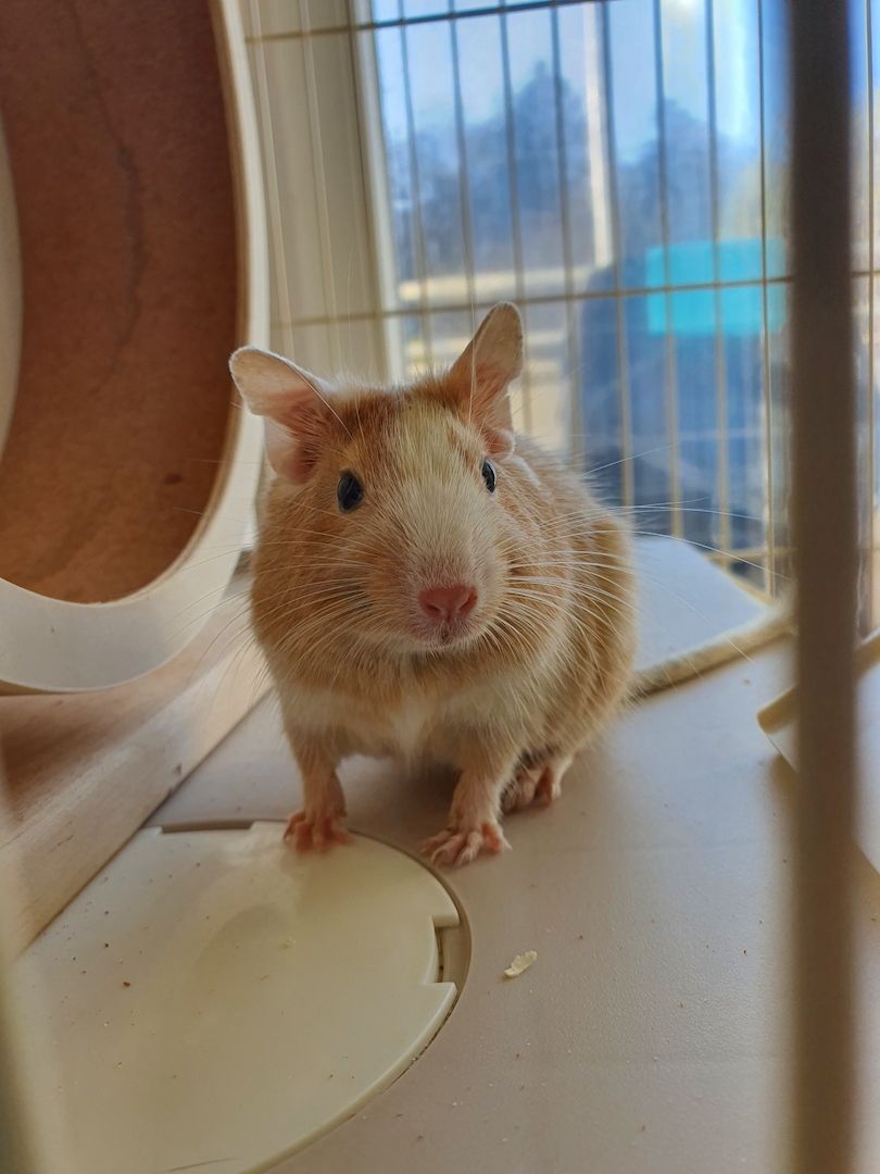 4 junge Degu Männchen