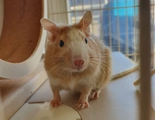 4 junge Degu Männchen