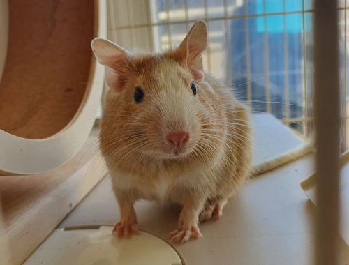 4 junge Degu Männchen