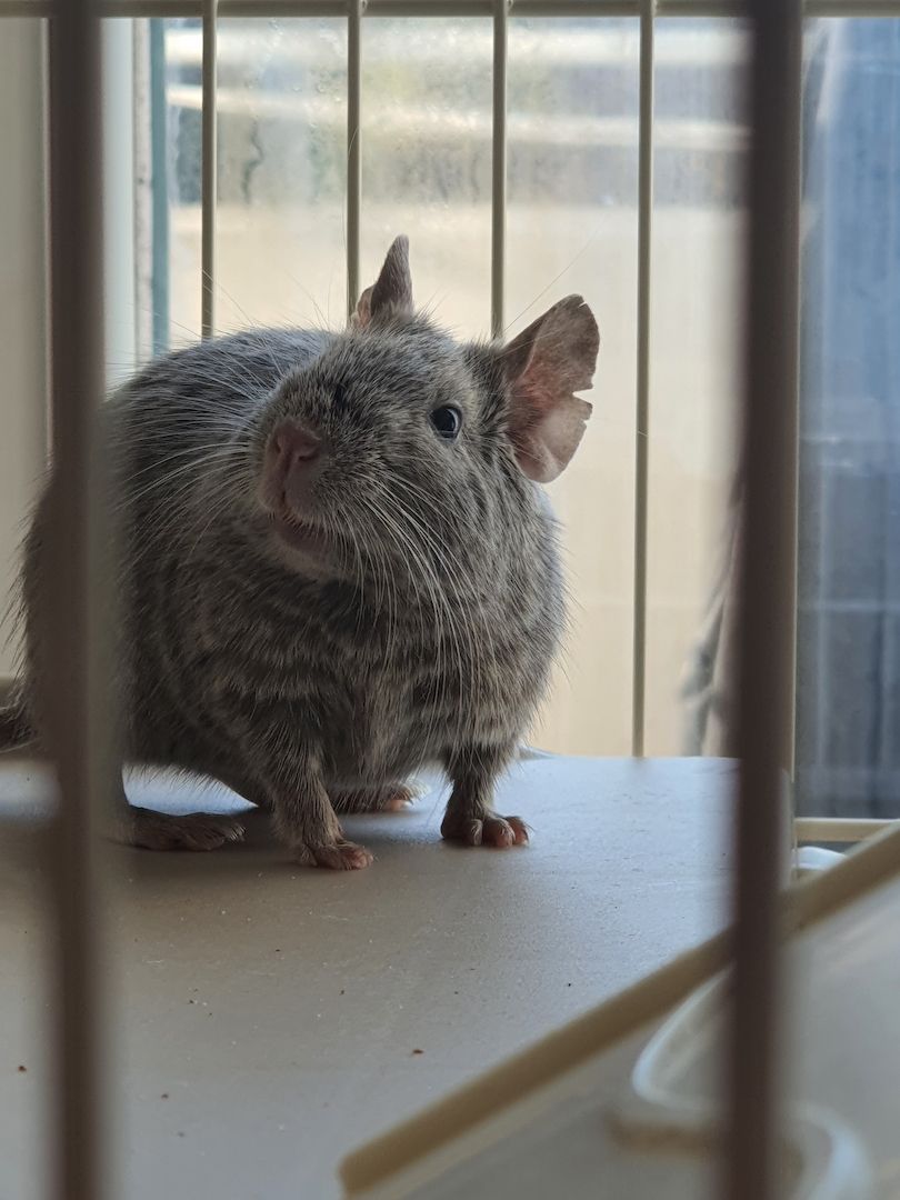 4 junge Degu Männchen