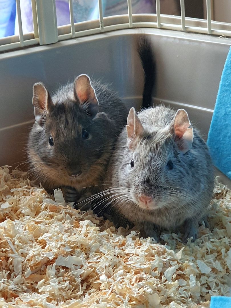 4 junge Degu Männchen