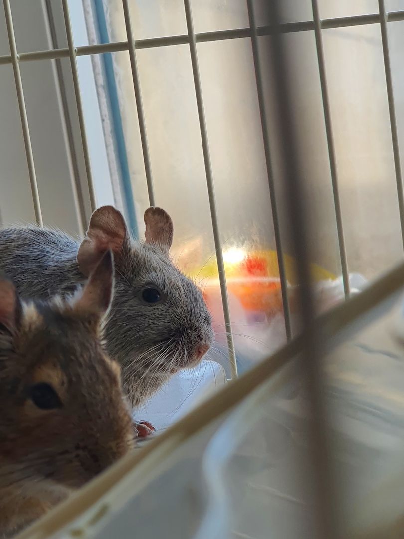 4 junge Degu Männchen