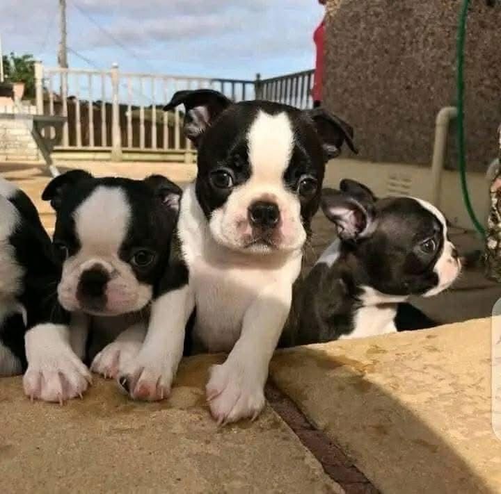 Boston Terrier Welpen, Boston Terrier Welpen,