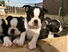 Boston Terrier Welpen,