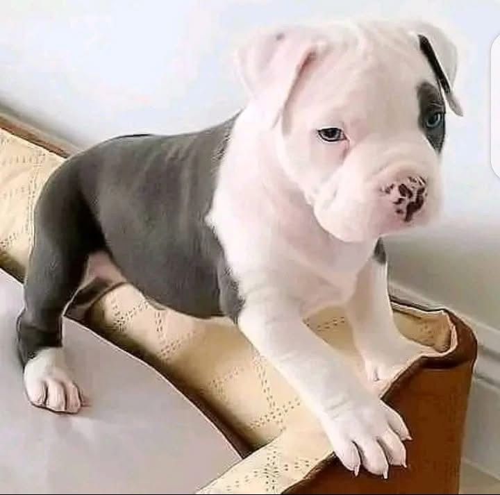 Reinrassige American Bulldogs, Champion-Blutlinien