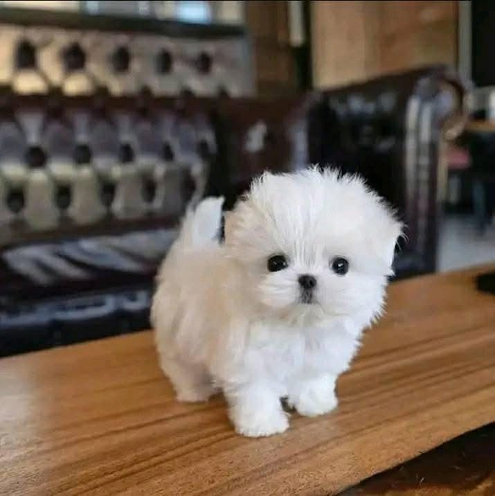 Reinrassige Malteserwelpen verfügbar. Reinrassige Malteserwelpen verfügbar.