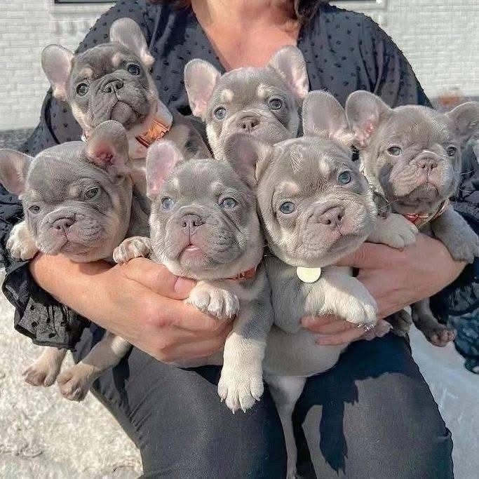 Wunderschöne Französische