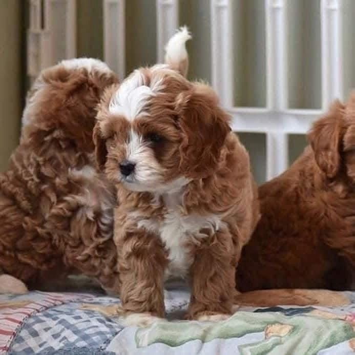 Stubenreine Cavapoo-Welpen zu verkaufen
