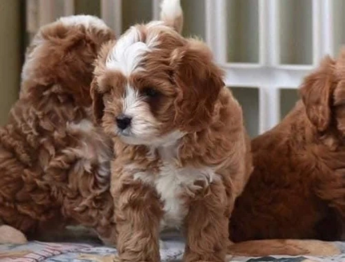 Stubenreine Cavapoo-Welpen zu verkaufen