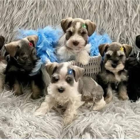 wunderschöner reinrassiger Zwergschnauzer