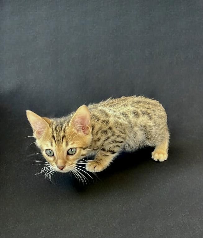 Süße Bengalkätzchen zu verkaufen