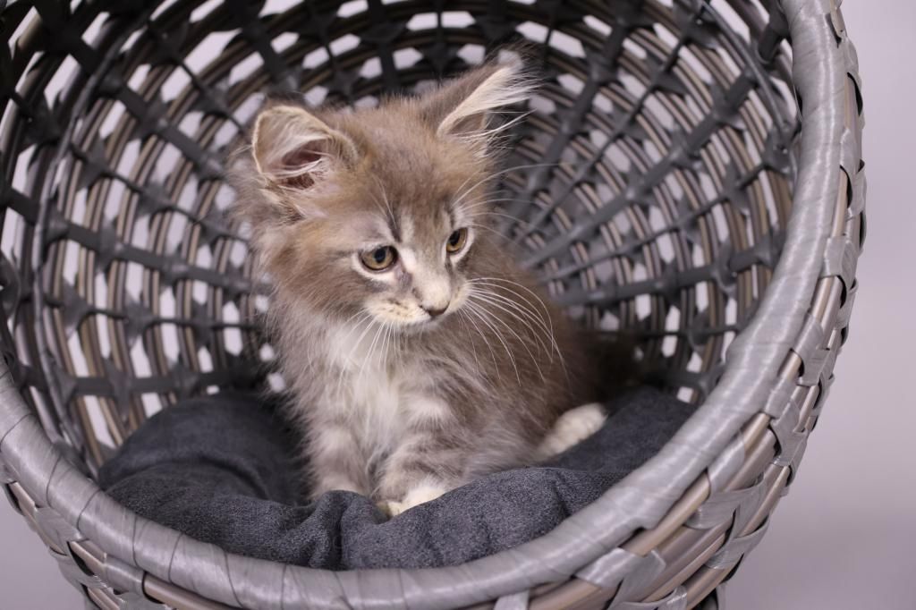 Süße Maine Coon Kätzchen zu verkaufen Süße Maine Coon Kätzchen zu verkaufen