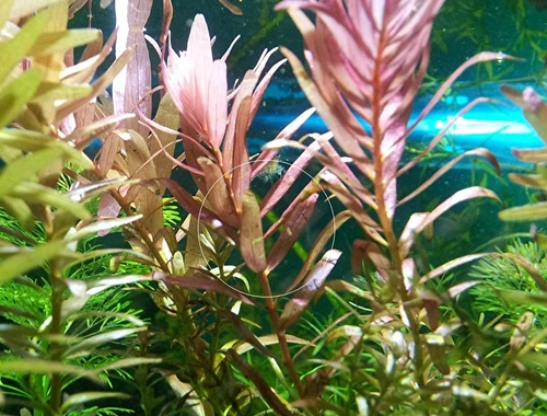 Indische Rotala, Aquariumpflanze, Versand/ Abholung