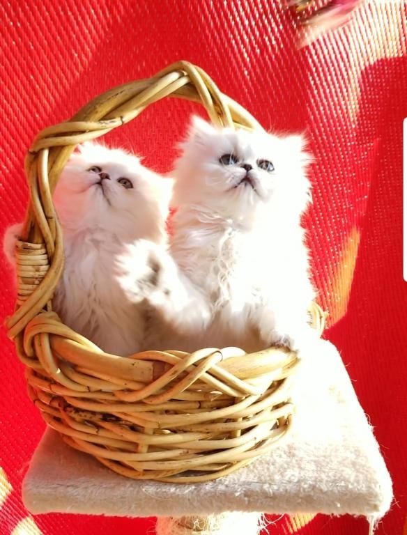 Süße Perserkätzchen zu verkaufen