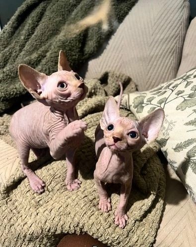 Süße Sphynx-Kätzchen zu verkaufen Süße Sphynx-Kätzchen zu verkaufen