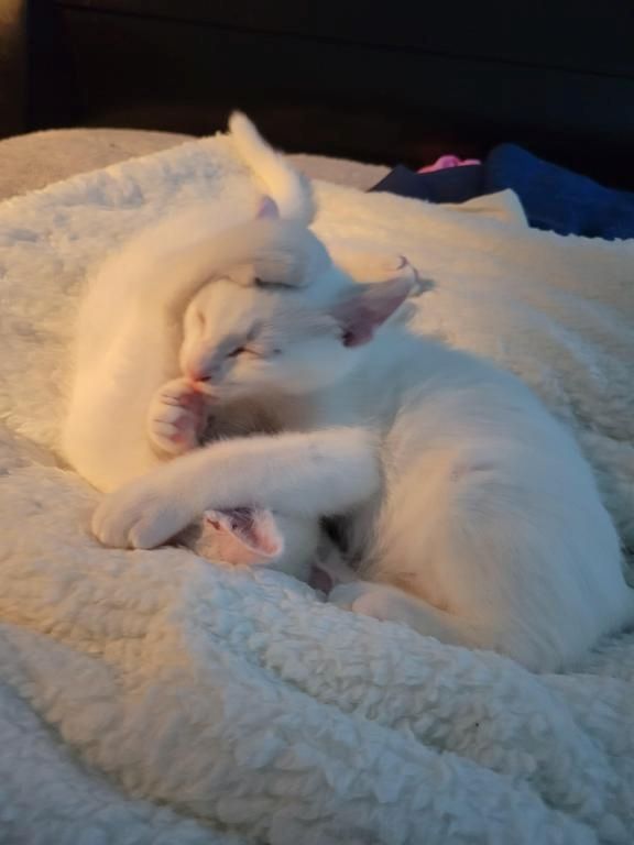 Süße Türkisch Angora Kätzchen zu verkaufen