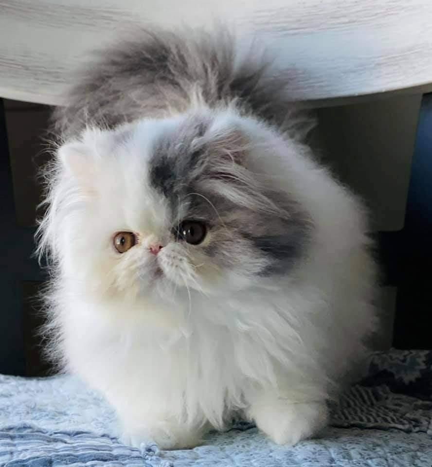 Süße Perserkätzchen zu verkaufen