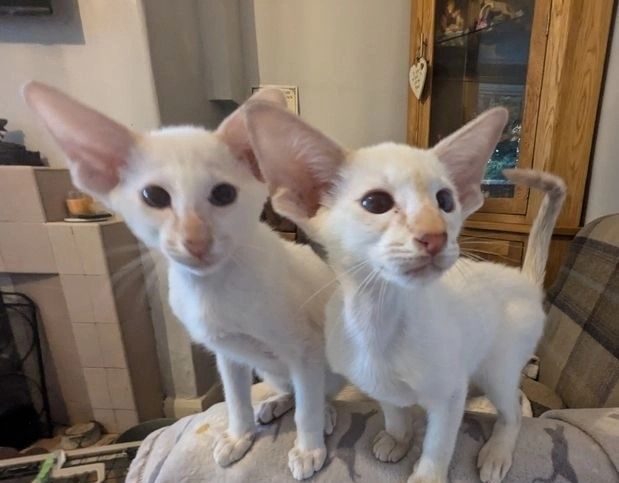 Süße Siamkätzchen zu verkaufen