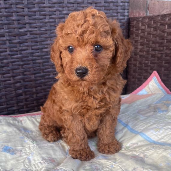 PUDELWELPE ZUR ADOPTION PUDELWELPE ZUR ADOPTION