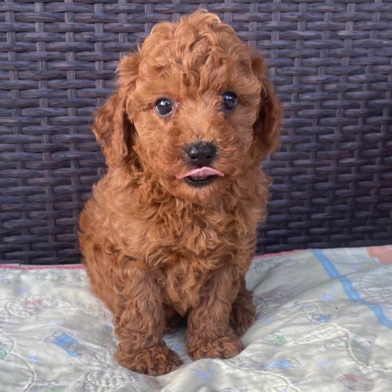 PUDELWELPE ZUR ADOPTION PUDELWELPE ZUR ADOPTION